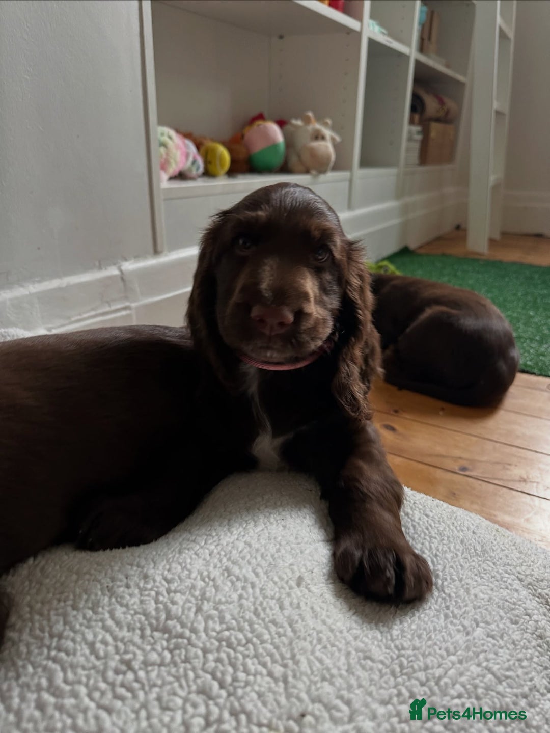 Field Spaniel dogs for sale: Field Spaniel Pups–Healthy, Happy, and Socialized! - Advert 6