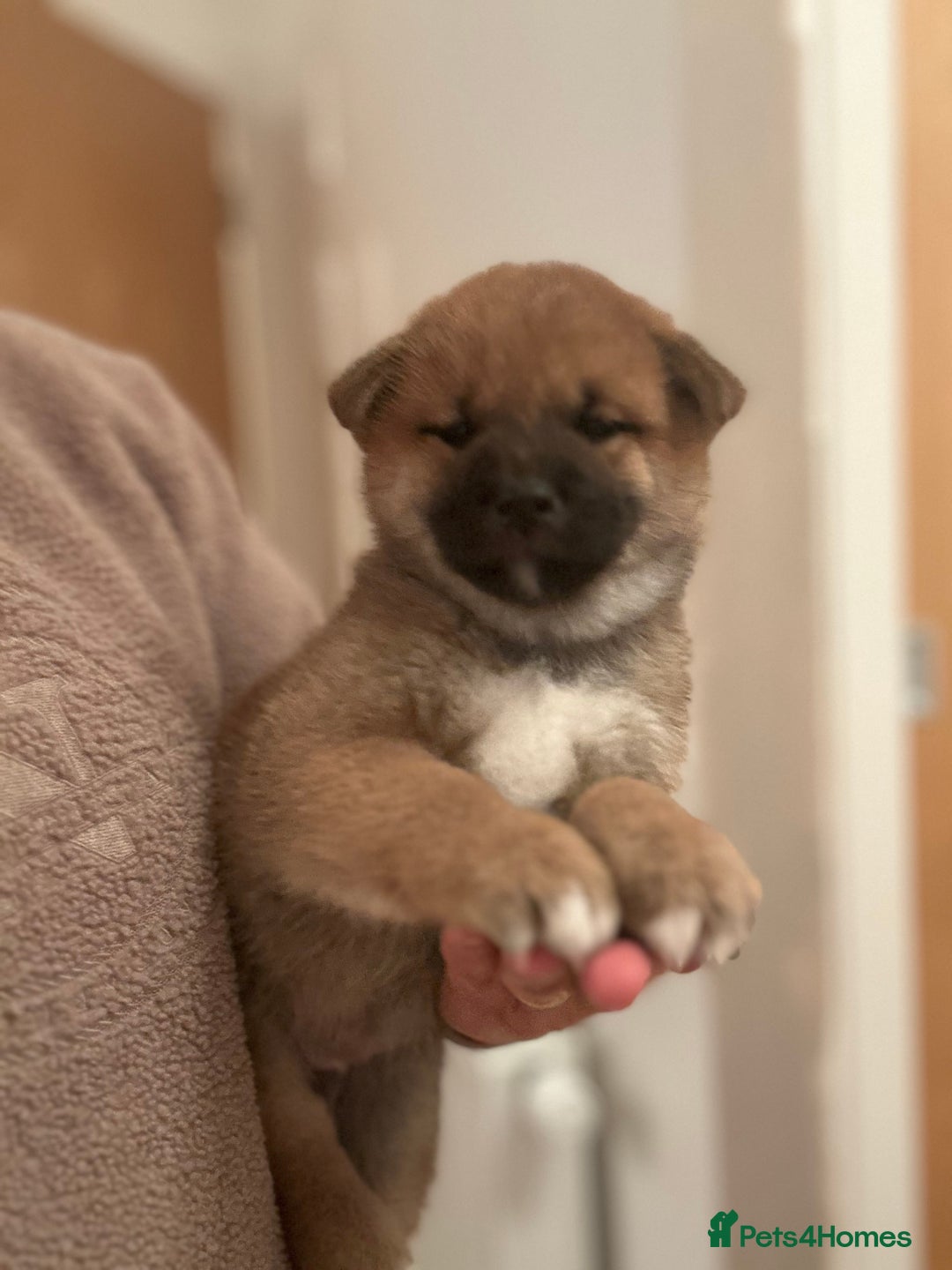 Japanese Shiba Inu dogs for sale: Gorgeous, KC-Registered Shiba Inu Puppies - Advert 21