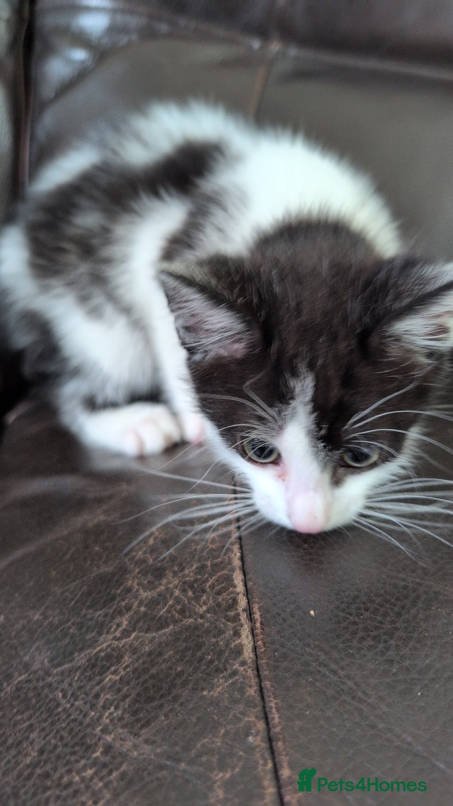 Mixed Breed cats for sale: Beautiful Mixed Male Kitten in Glasgow - Advert 5
