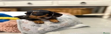 Miniature Dachshund Puppy 1