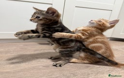 Mixed Breed cats for sale: Kittens looking for a loving home  - Image 5
