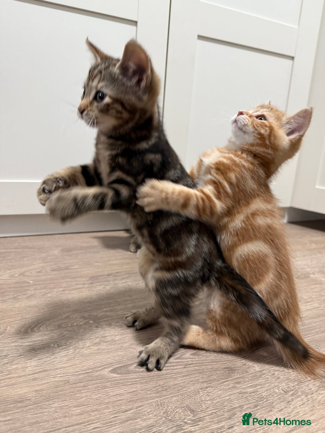 Mixed Breed cats for sale: Kittens looking for a loving home  - Image 5