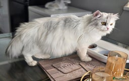 Persian cats for sale: Persian x fluffy kittens  - Image 18