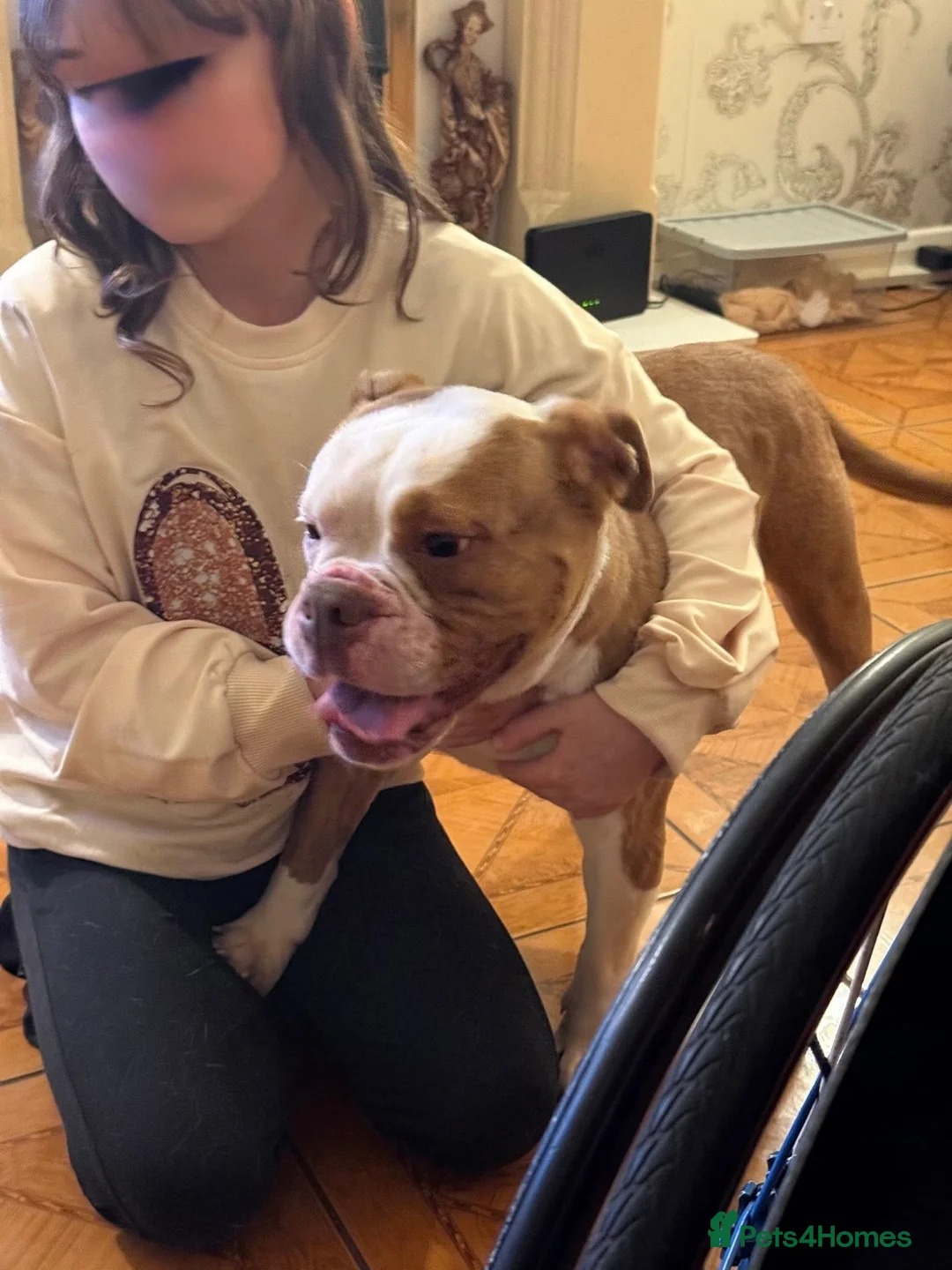 Old Tyme Bulldog dogs for sale: Beloved Old English Bulldog  - Advert 5