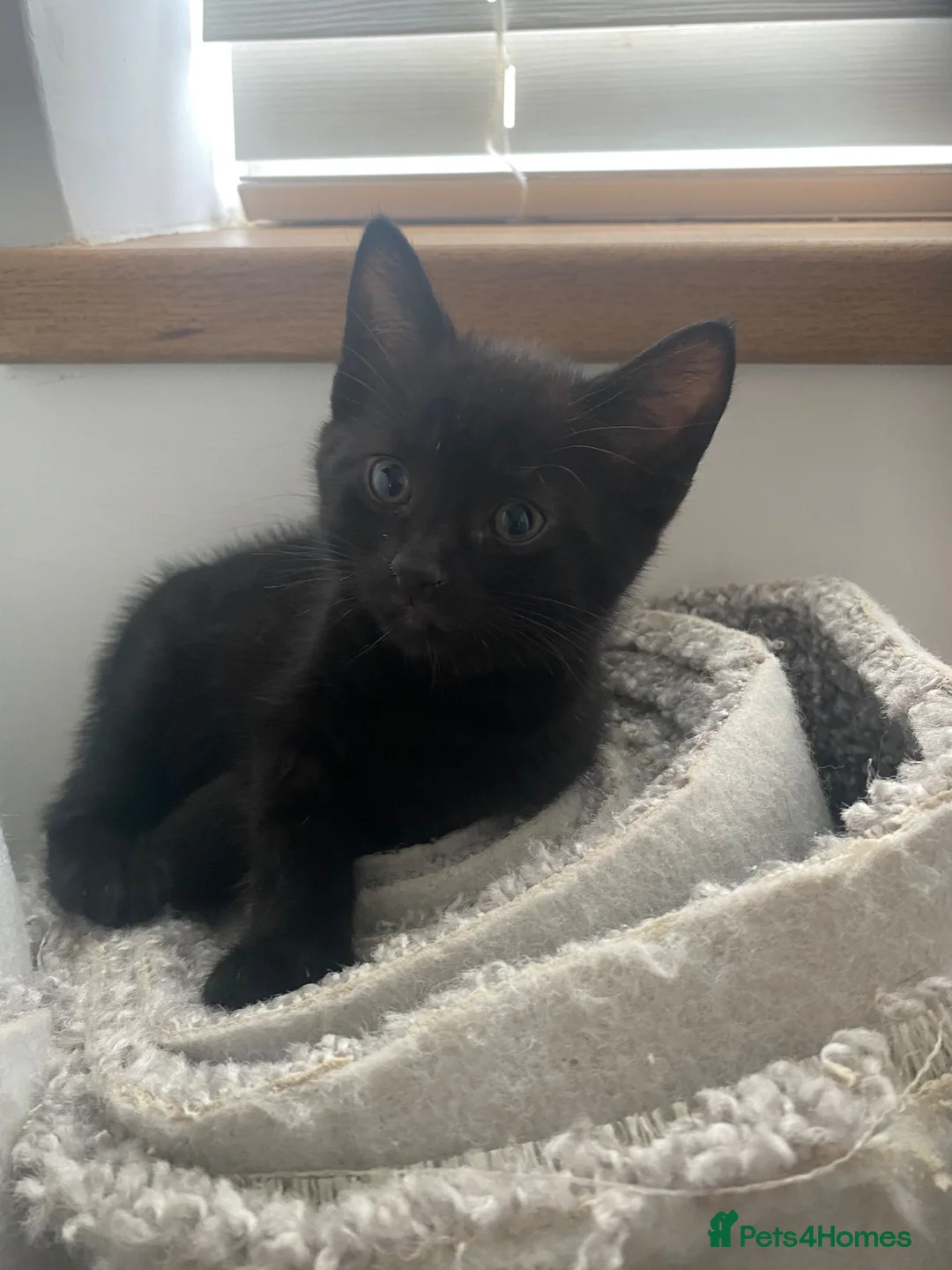 British Shorthair cats for sale: Beautiful kittens ready now - Advert 7
