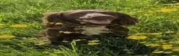 Sprocker dogs for sale: Sprocker puppies READY NOW - Advert 3