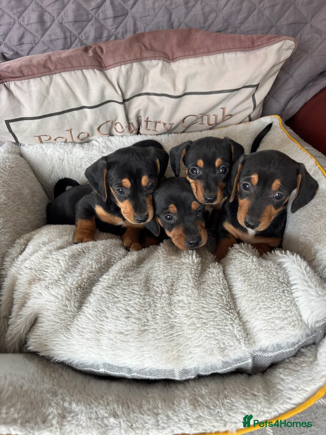 Jackshund dogs for sale: Jackrussel x dachshund puppies  - Advert 4