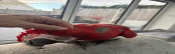 Parrots birds for sale: Greenwing Macaw - Advert 20