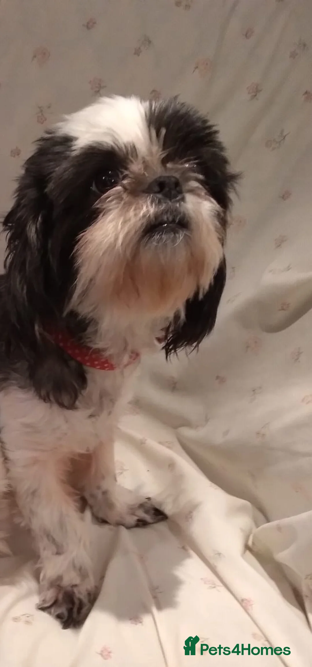 Mixed Breed dogs for sale: 3 beautiful pups  - Advert 1