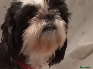 Mixed Breed dogs 3 beautiful pups - Advert 1