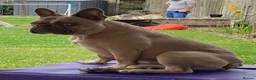 French Bulldog dogs for sale: French Bulldog – Simba, 3 Years Old –  - Advert 4