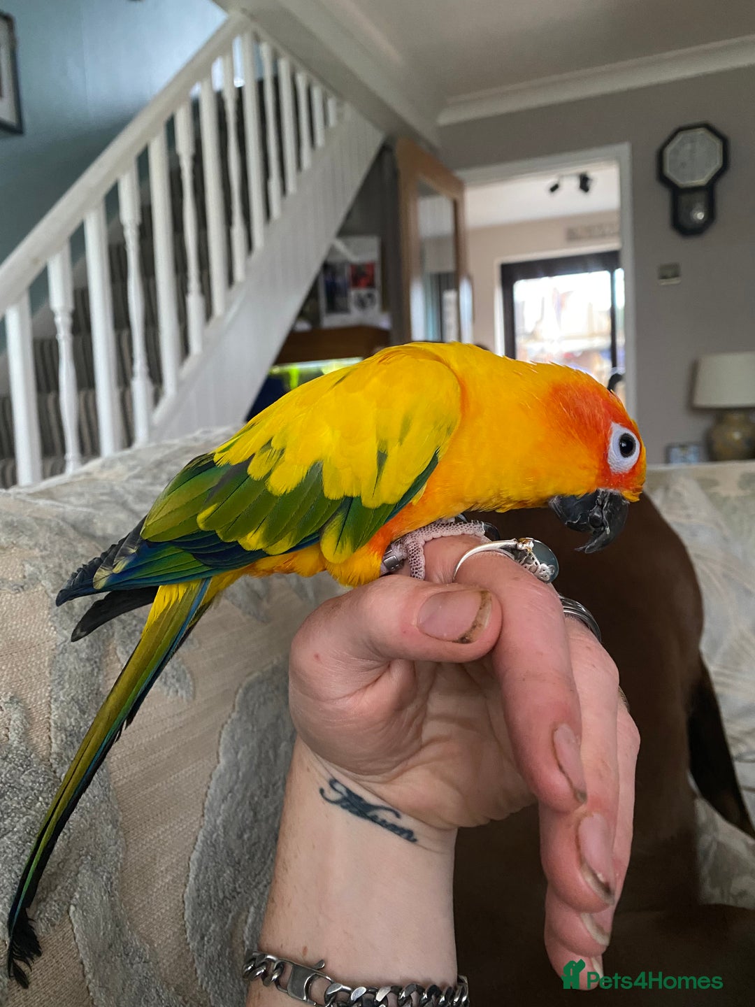 Conures birds for sale: Hand Reared Sun Conure  - Advert 2