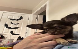 Chihuahua dogs for sale: READY TO GO TINY LONGHAIR CHIHUAHUA  - Image 4