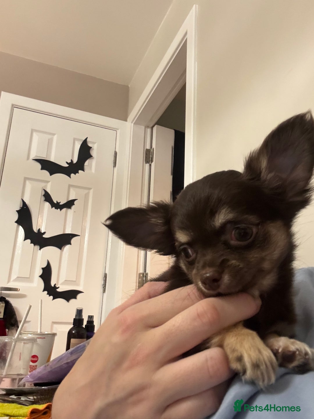 Chihuahua dogs for sale: READY TO GO TINY LONGHAIR CHIHUAHUA  - Image 4
