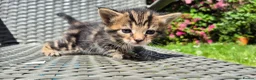 Mixed Breed cats for sale: Maine Coon Cross fluffy kittens - Advert 9