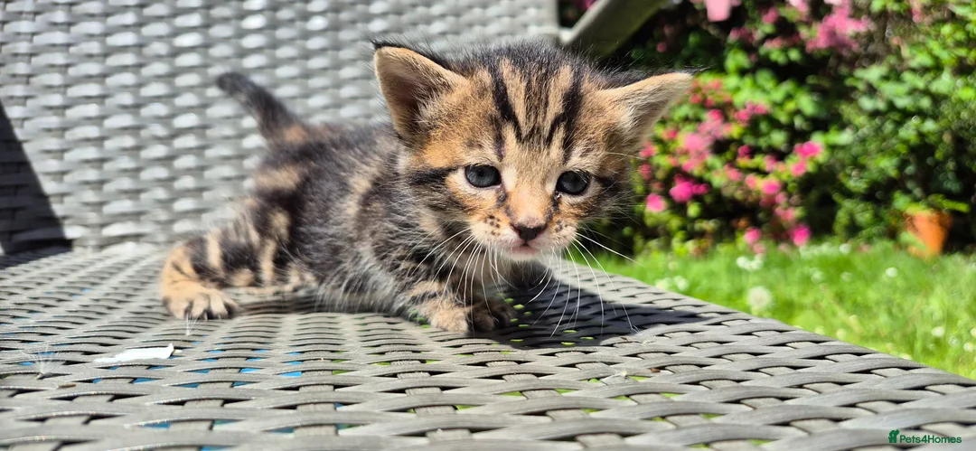 Mixed Breed cats for sale: Maine Coon Cross fluffy kittens - Advert 9
