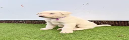 Akita dogs for sale: Akita puppy’s for sale in Birmingham - Advert 3