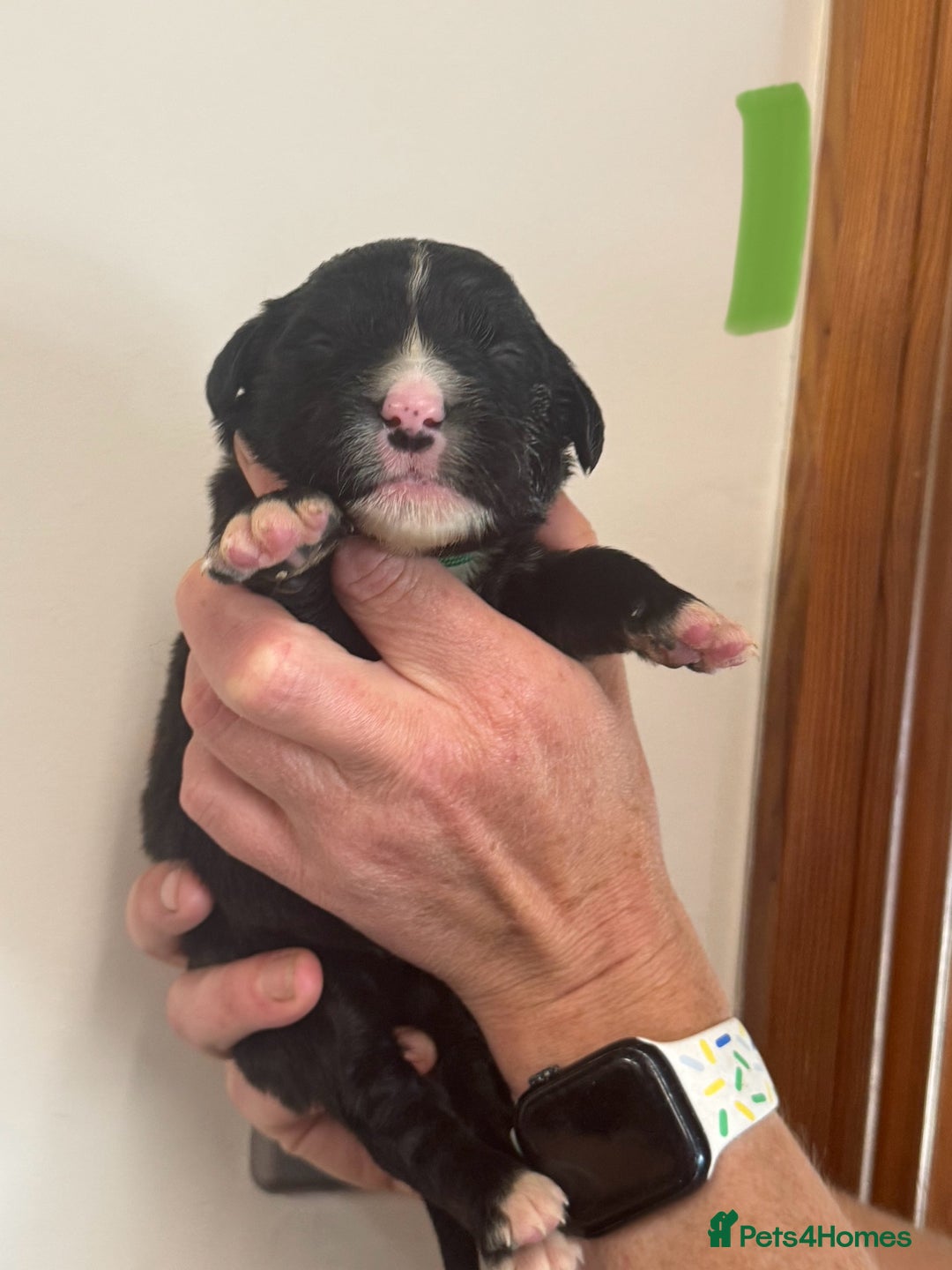 Mixed Breed dogs for sale: Labernese x Bernese mountain dog puppies  - Image 23
