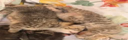 Mixed Breed cats for sale: Tabby/bengal kittens  - Advert 1