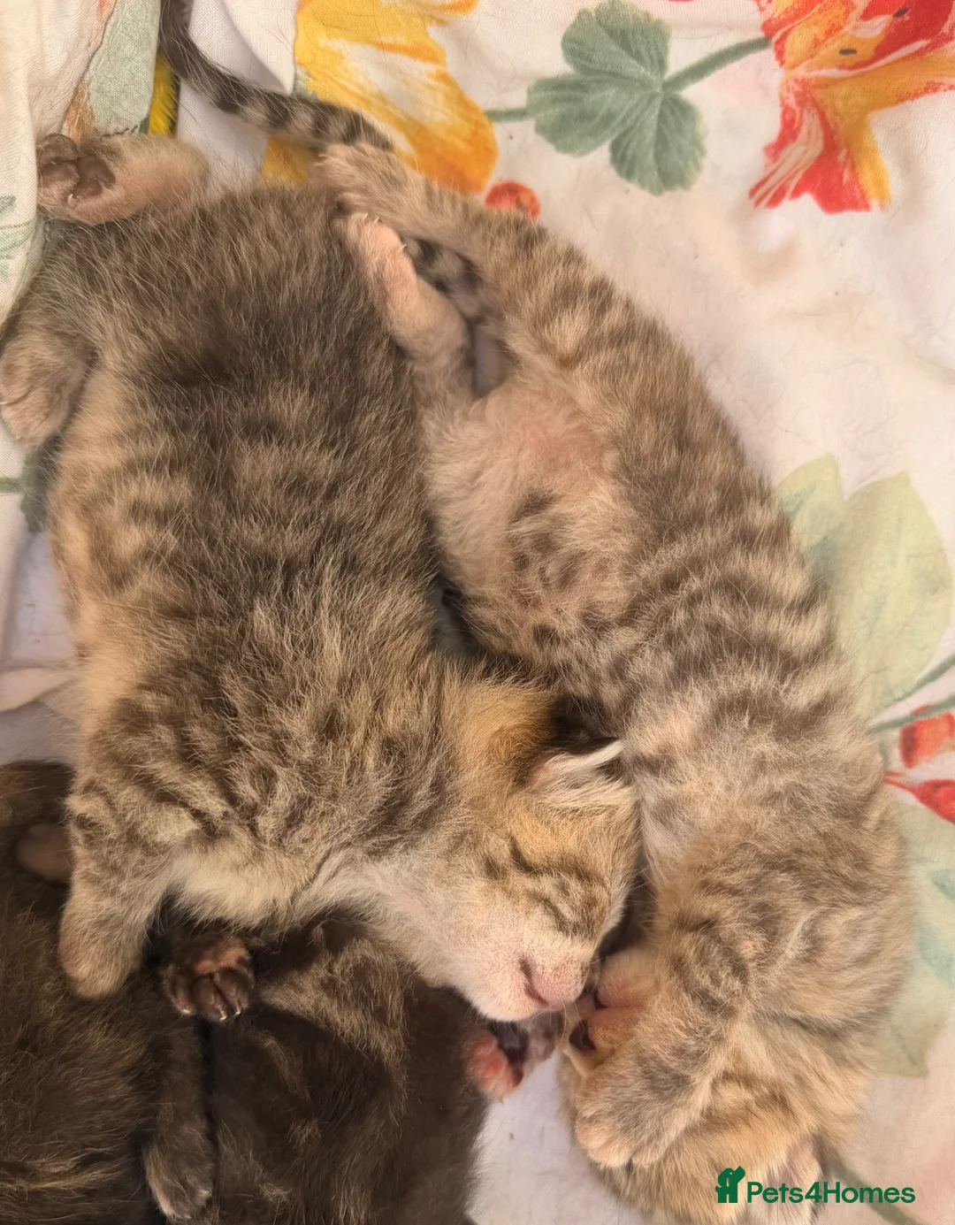 Mixed Breed cats for sale: Tabby/bengal kittens  - Advert 1