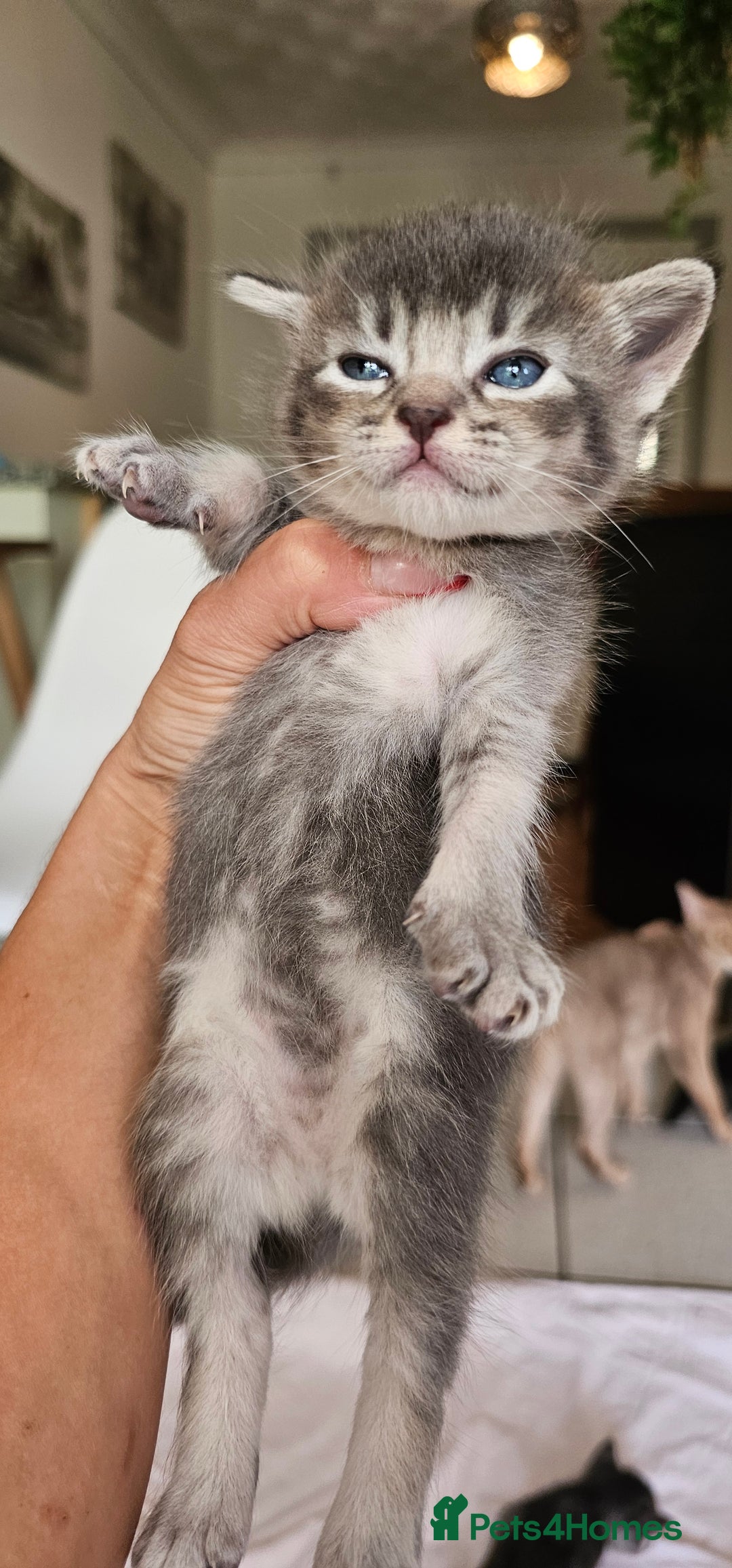 Mixed Breed cats for sale: Abyssinian x Bengal  - Image 16