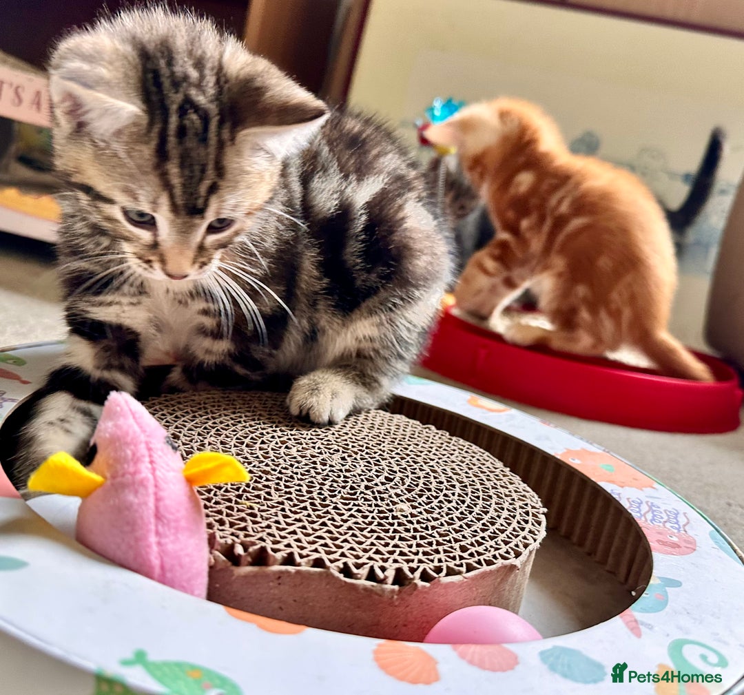 Mixed Breed cats for sale: Lovely bengal mix kittens: tabby, ginger, black - Image 29