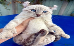 Bengal cats for sale: Gob smacking rare kittens  - Image 2