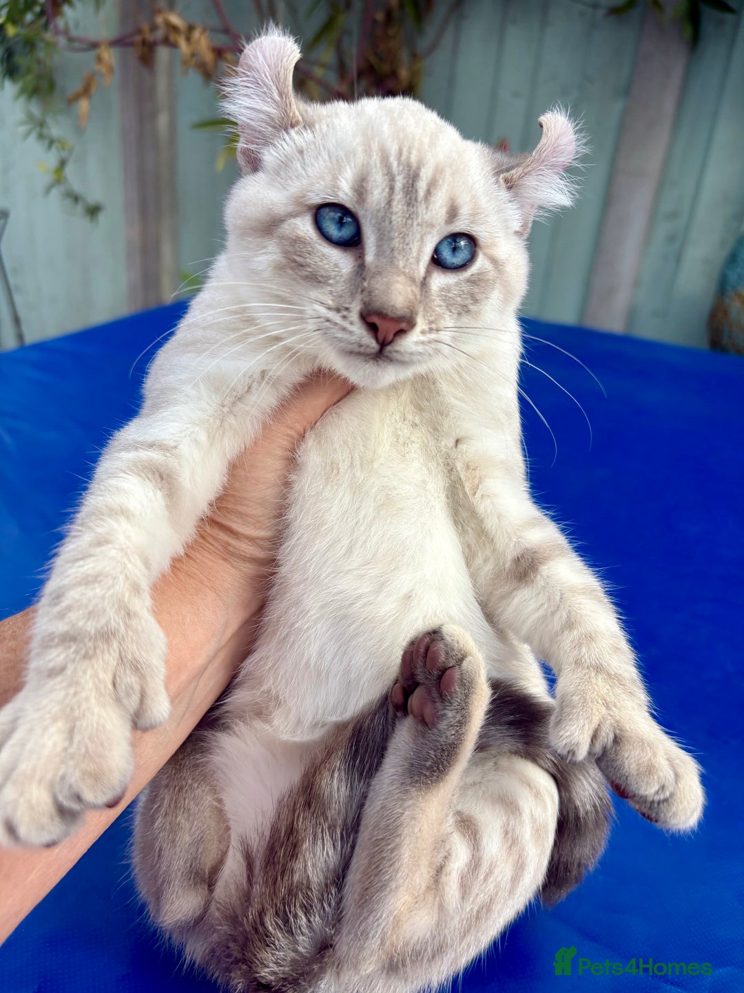 Bengal cats for sale: Gob smacking rare kittens  - Image 2