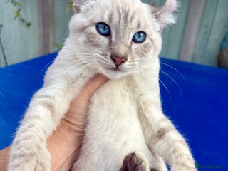 Bengal cats - Advert 23