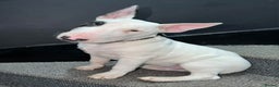 Mixed Breed dogs for sale: English bull terrier Puppy - Advert 1