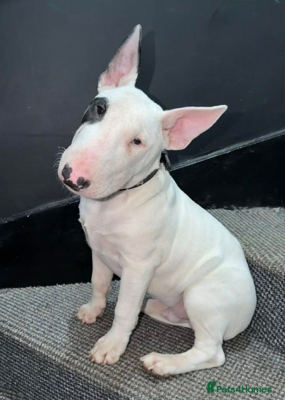 Mixed Breed dogs for sale: English bull terrier Puppy - Advert 1