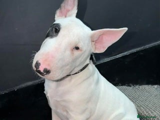 Mixed Breed dogs English bull terrier Puppy - Advert 1