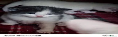 Khao Manee Kitten 2