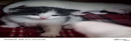 Khao Manee cats for sale: Beautiful kittens - Advert 4