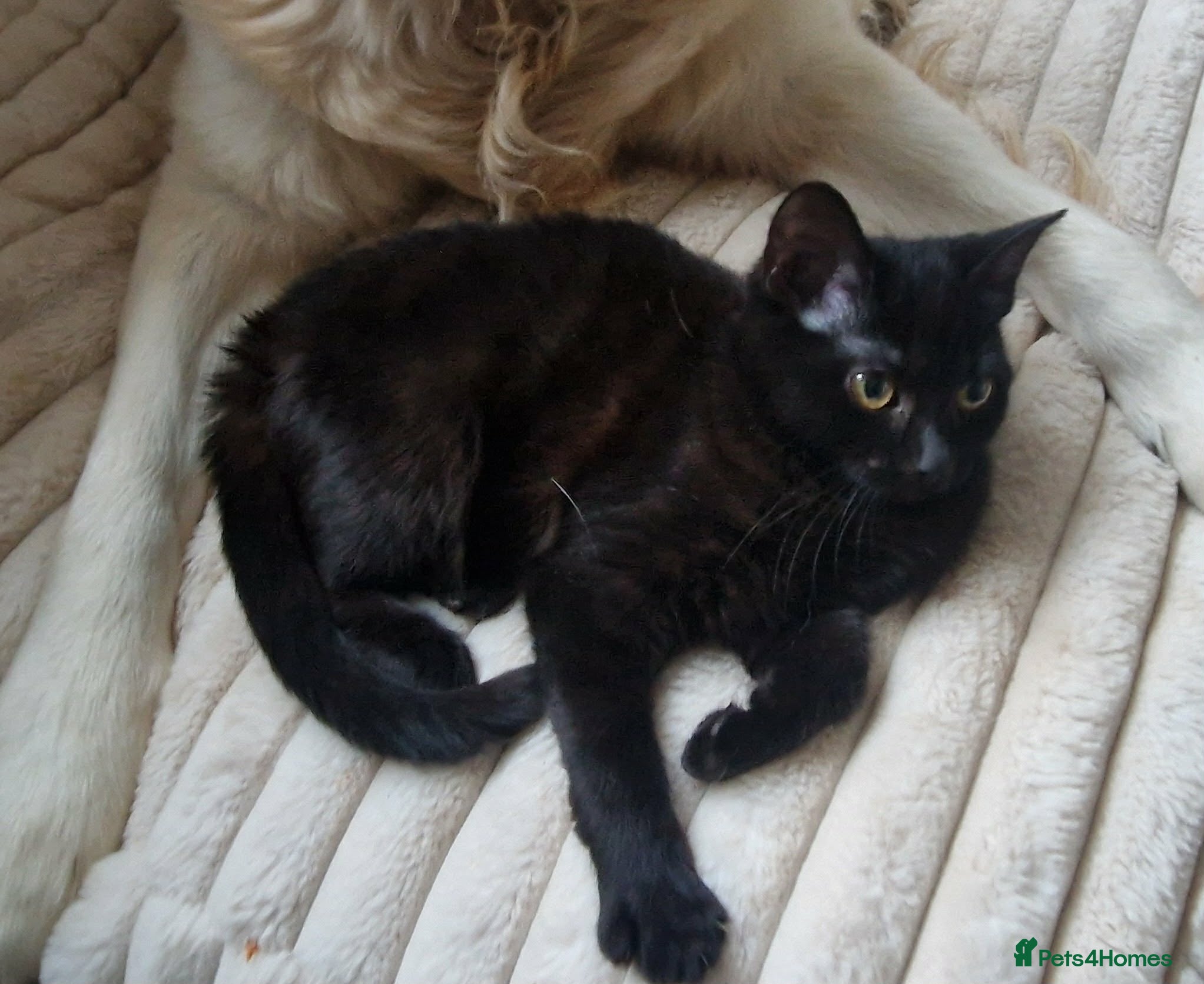 British Shorthair cats 1 male  - Advert 15