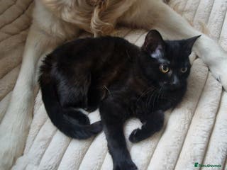 British Shorthair cats 1 male - Advert 15