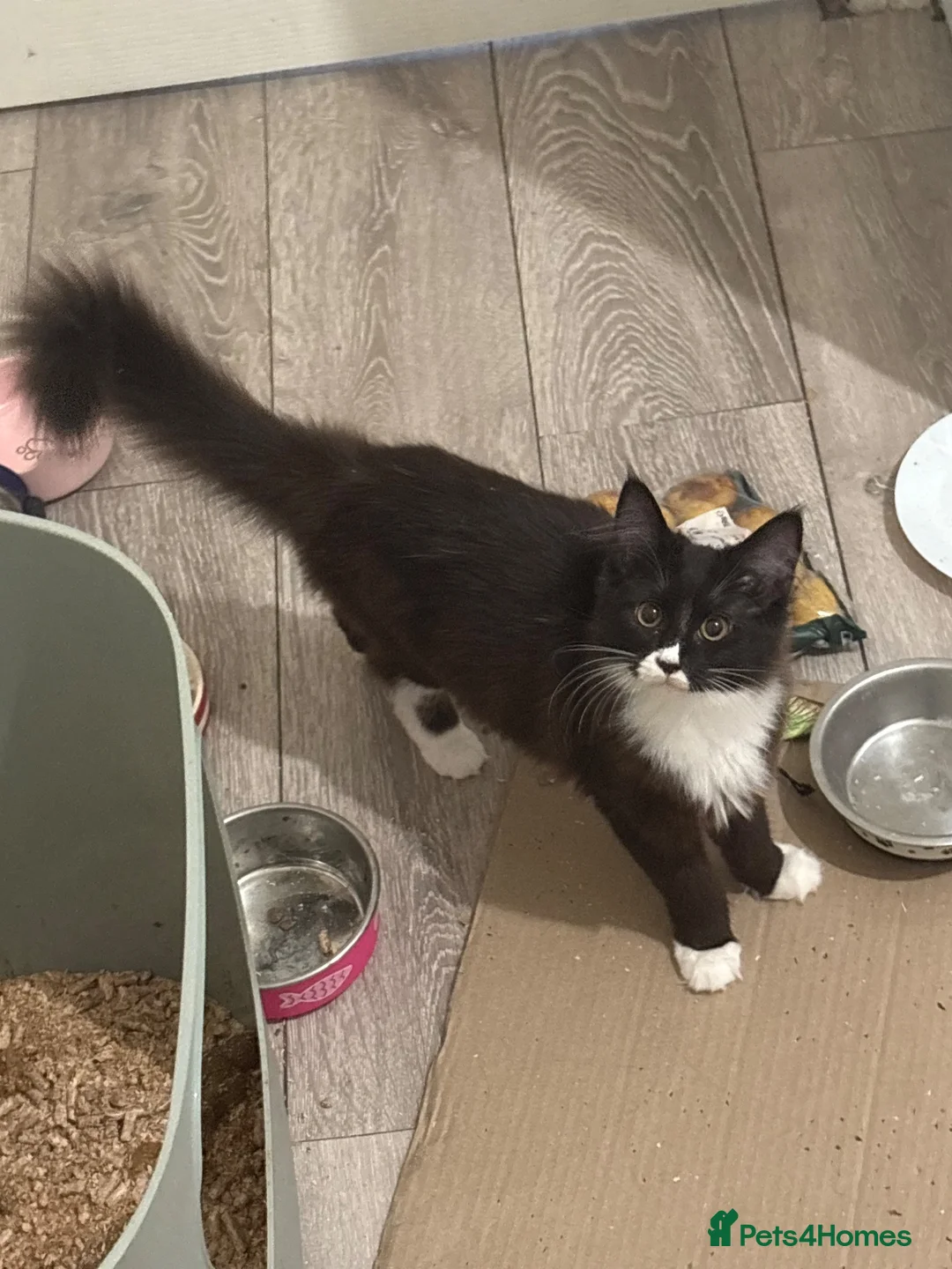 Maine Coon cats for sale: Maincoon X Ragdoll Ragcoons 3 months old - Advert 1