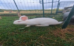 New Zealand rabbits for sale: 🐰 New Zealand White Rabbits – Friendly, Healthy🐰 - Image 11