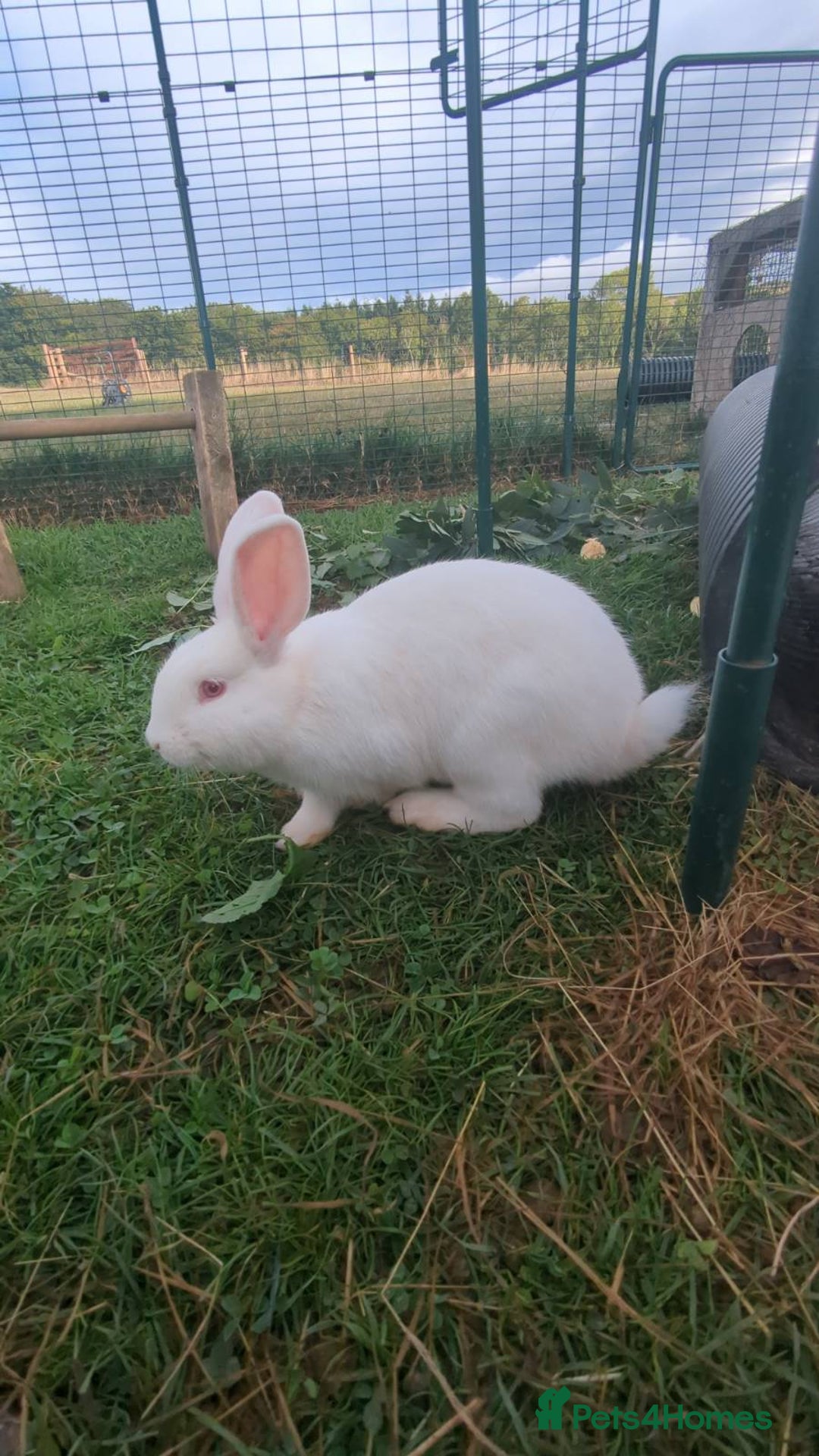 New Zealand rabbits for sale: 🐰 New Zealand White Rabbits – Friendly, Healthy🐰 - Image 11