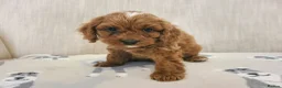 Cavapoo dogs for sale: Beautiful Red Cavapoo Puppies F1bb - Advert 25