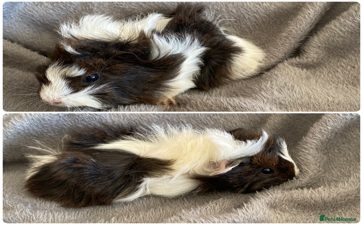 Guinea Pig rodents - Advert 4