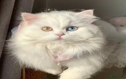 Persian cats for sale: Adorable Kittens Available✨ - Image 5