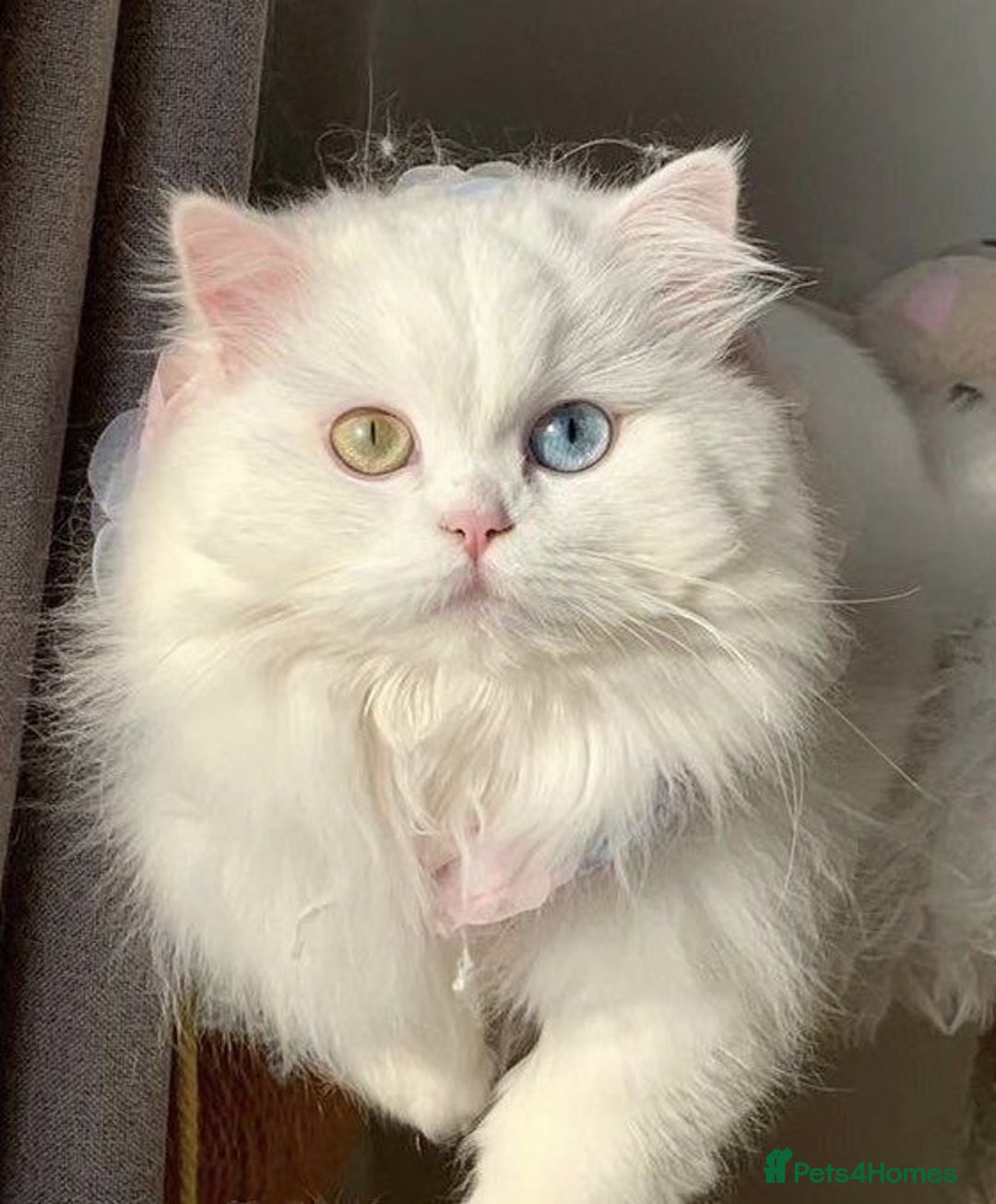 Persian cats for sale: Adorable Kittens Available✨ - Image 5