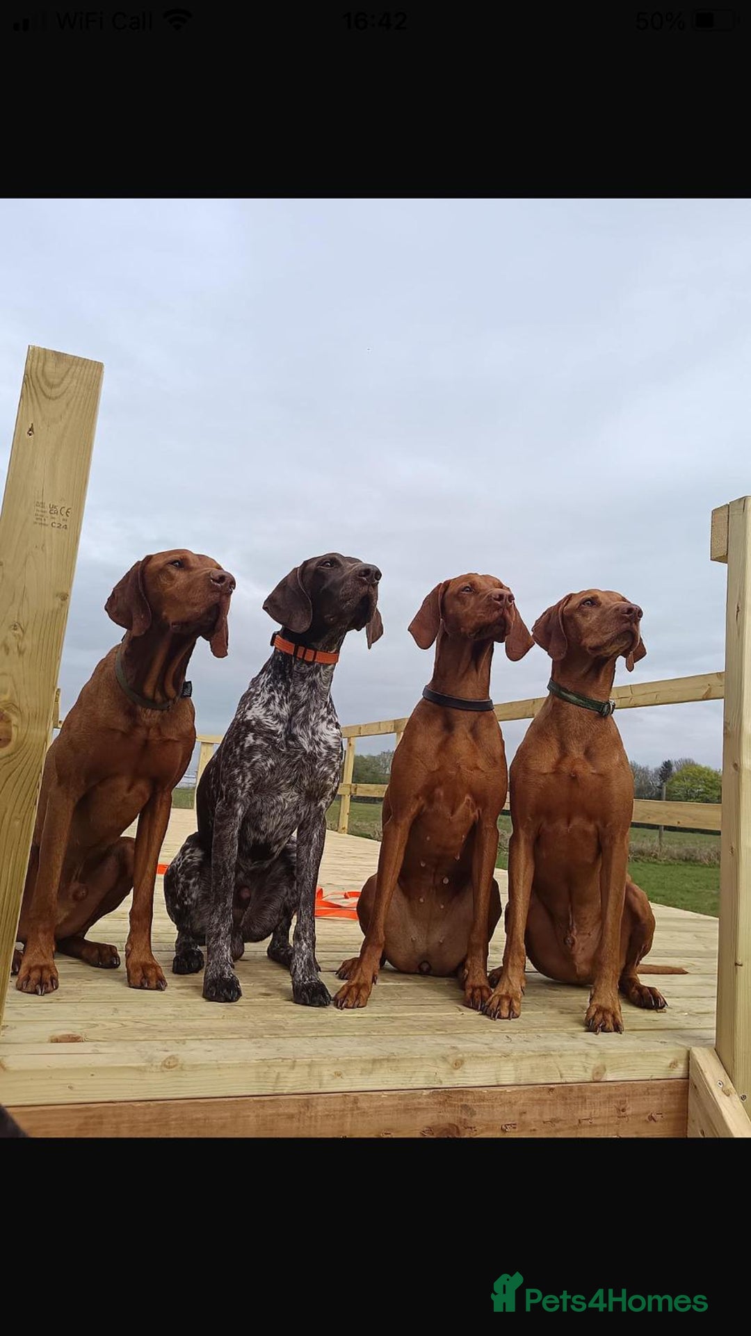 Hungarian Vizsla dogs for sale: Hungarian Vizsla puppies  - Advert 10