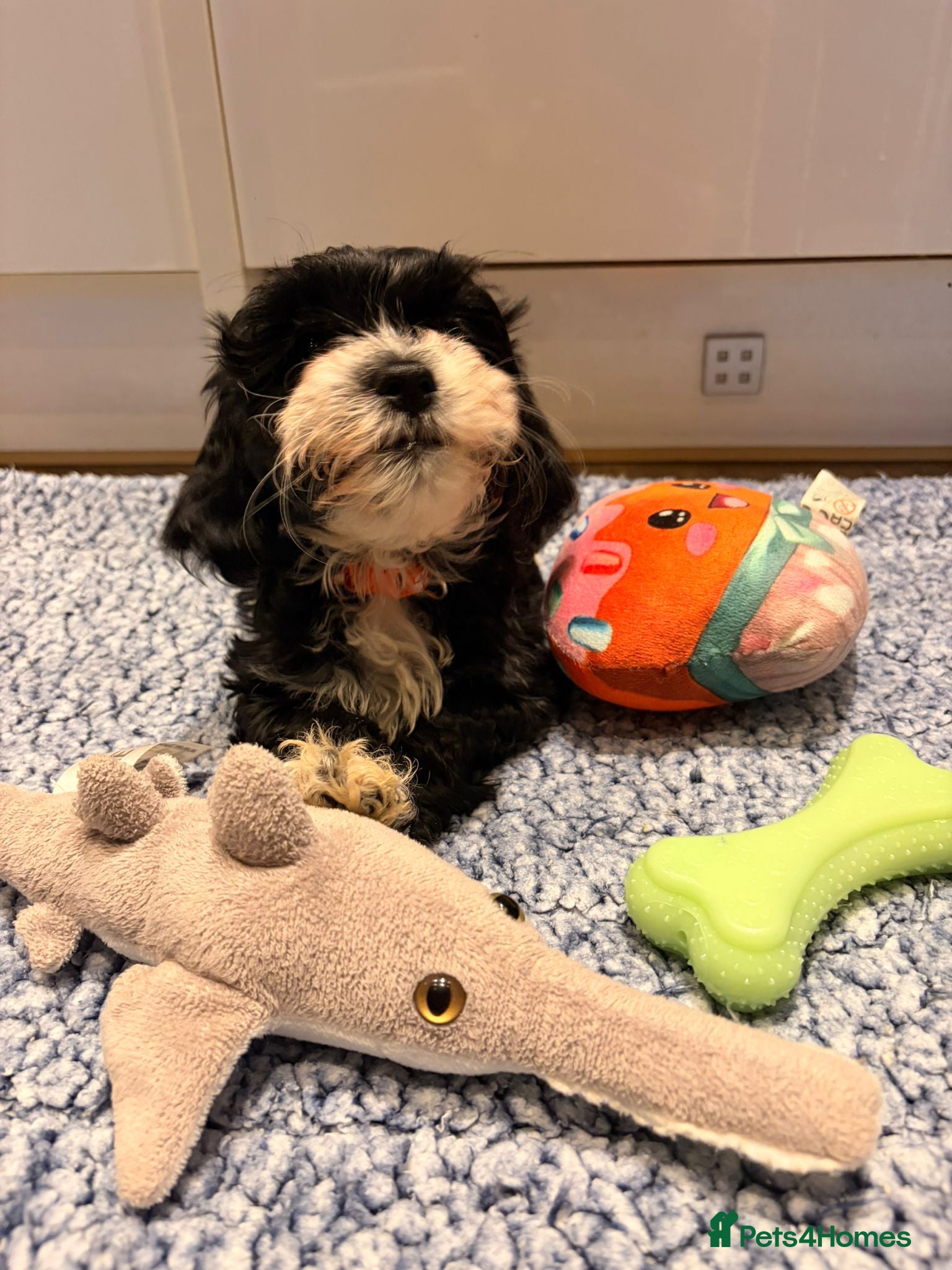 Havanese dogs 1 beautiful pedigree havanese for sale - Advert 2