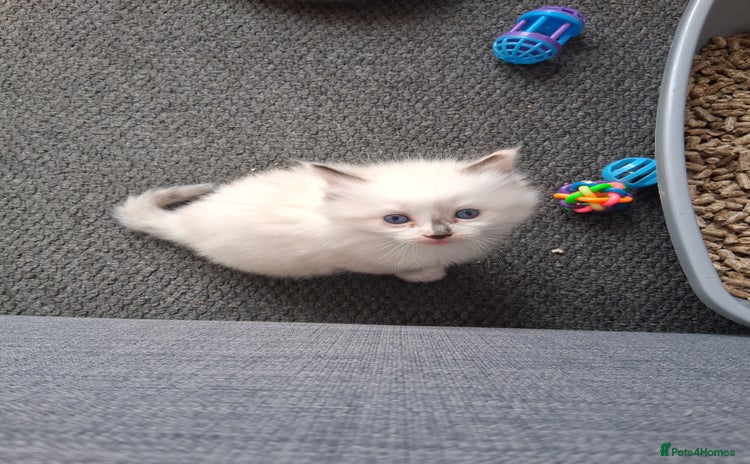 Ragdoll cats - Advert 4
