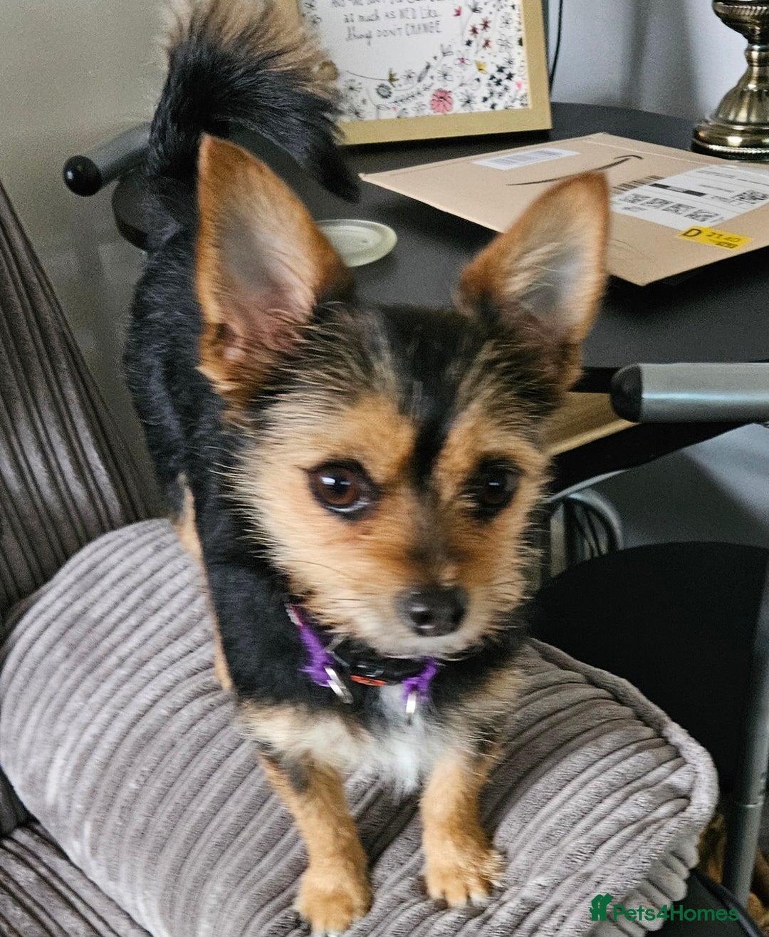 Chorkie dogs for sale: Tammy - Advert 1