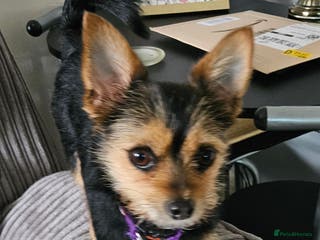 Chorkie dogs Tammy - Advert 1