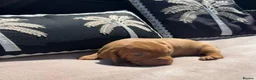Hungarian Vizsla dogs for sale: Gunfield duel purpose - Exceptional Show & Working - Advert 6