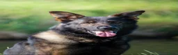German Shepherd dogs for sale: *ONLY 1 LEFT* German Shepard puppy final reduction - Advert 2